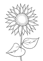 Obraz premium Sonnenblume