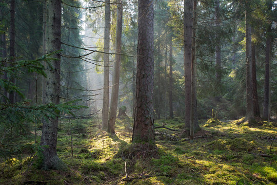 Fototapeta Sunbeam entering old coniferous stand of Bialowieza Forest