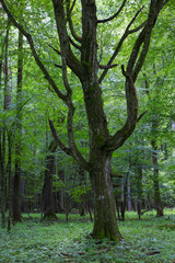 Obraz premium Old monumental Hornbeam Tree(Carpinus betulus)