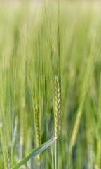 Green unripe barley