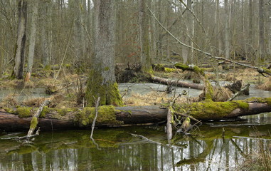 Spring landscape of first in old stand of Bialowieza forest and partly frozen water with broken tree in foreground,Bialowieza Forest,Poland,Europe