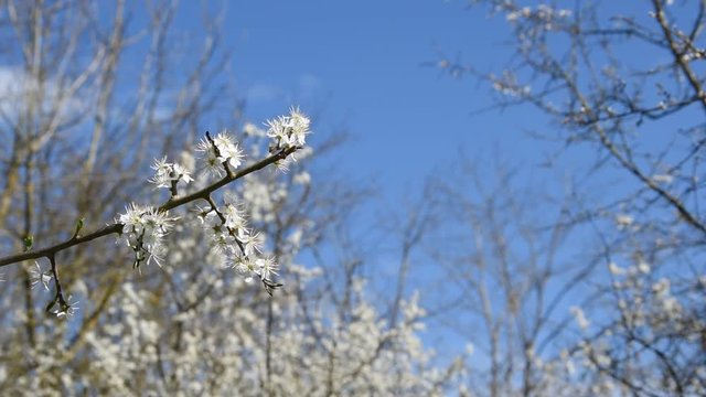 Prunellier en fleurs