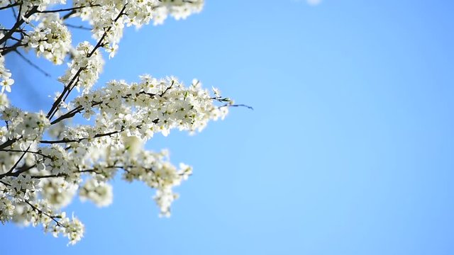 Blooming white cherry flowers on a tree shot against beautiful light in springtime
