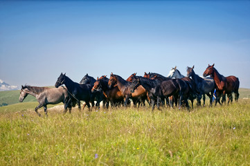 Obraz premium horses, herd, mountains
