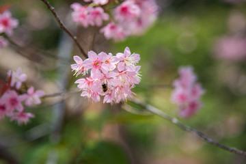 close-up of Wild Himalayan cherry blooming (Prunus cerasoides) with Bee