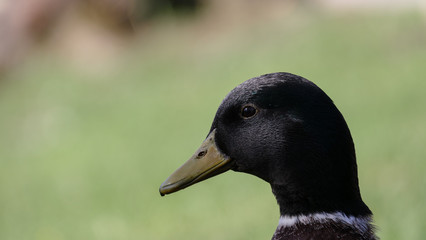 Wild duck looking at something in huge botanic garden during lovely spring