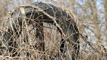 Overgrown old tire mounted on the fence