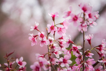 close-up of Wild Himalayan cherry blooming (Prunus cerasoides)