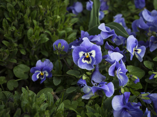 Blauviolette Stiefmütterchen im Blumenbeet im Frühling