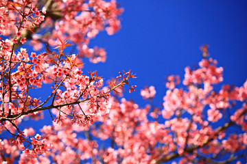 Beautiful cherry blossom, Chiang Mai, Thailand