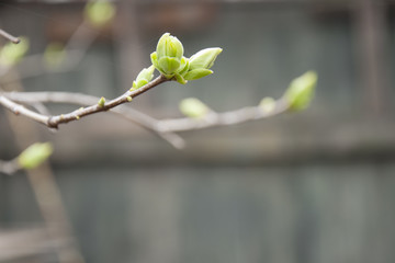 Веточка сирени с молодыми листочками  (Sprig of lilac with young leaves)