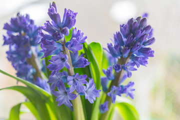 Obraz premium Rodzina szparagowatych kwitnących hiacyntów w wazonie Niebieskie kwiaty z wieloma małymi kwiatami i zielonymi liśćmi nakręcony z selektywną ostrością, obraz dla biznesu blogowego dekoracji wnętrz