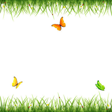 Grass with butterflies and ladybugs on white background
