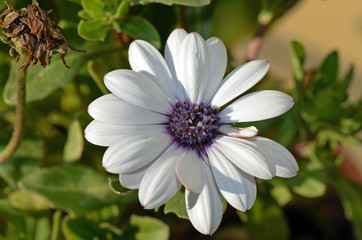 White daisy middle purple