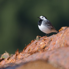 Bachstelze (Motacilla alba) auf einem Stapel Kiefernstämme