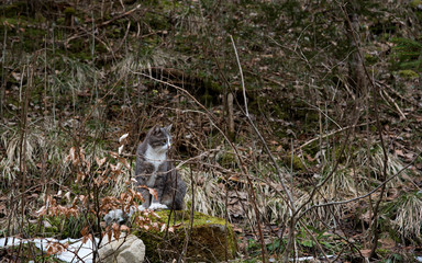 Cat in the forest