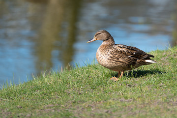 Stockente (Anas platyrhynchos) an einem Teich