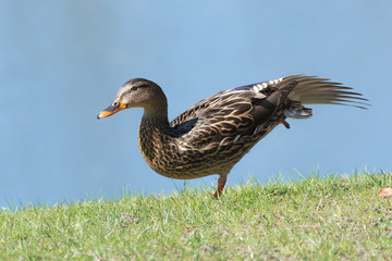 Stockente (Anas platyrhynchos) an einem Teich