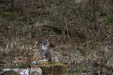 Cat in the forest