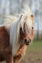 Blondes Pony