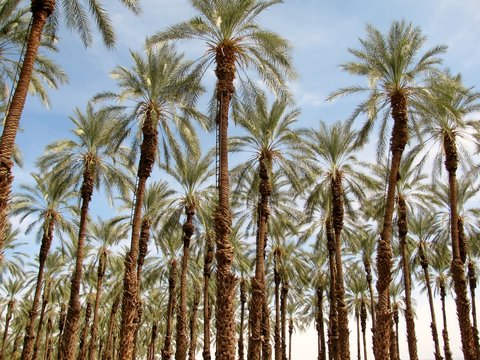 Date palm trees (Phoenix dactylifera)  plantation, California, USA