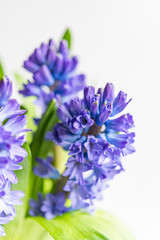 Asparagaceae family blooming hyacinths in vase. Blue flowers with many small blossoms and green leaves shot with selective focus, image for interior concept decoration blog business