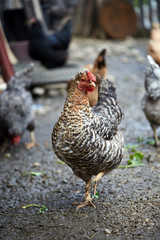 Free range chicken in the countryside