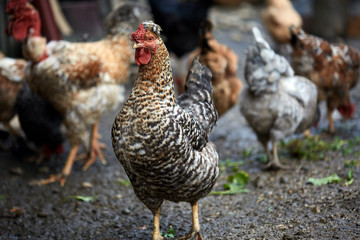 Free range chicken in the countryside
