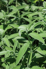 salvia