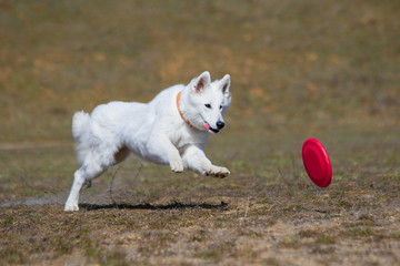 Dog is going to play disc on the grass
