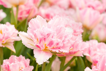 Pink tulips