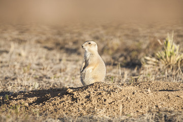 Black tailed prairie dog (Cynomys ludovicianus) standing onhind legs keeping watch near a burrow.