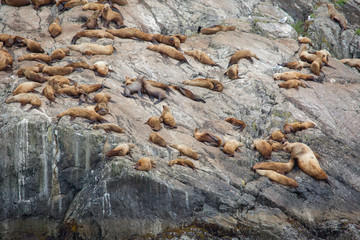 seal colony on rocks