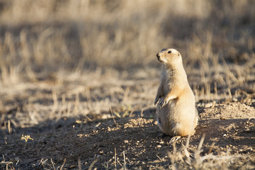 Black tailed prairie dog (Cynomys ludovicianus) standing onhind legs keeping watch near a burrow.