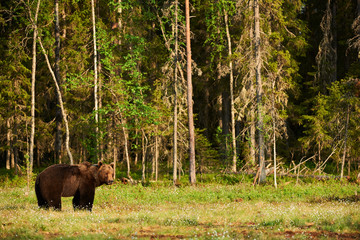 Big Brown bear in the forest