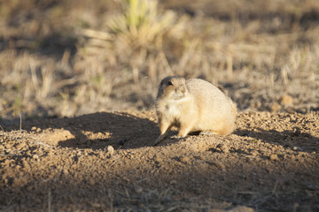 Black tailed prairie dog (Cynomys ludovicianus) keeps watch near its burrow at sunset.