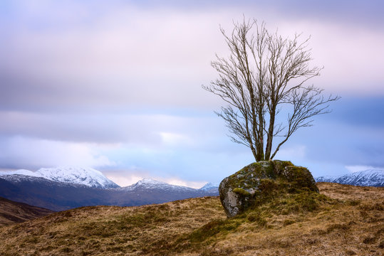 Tree growing out of a rock, Glencoe, Scotland, UK