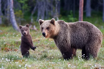 Rolgordijnen Moeder beer en welp © lucaar