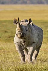 Papier Peint photo Lavable Rhinocéros Beau rhinocéros noir