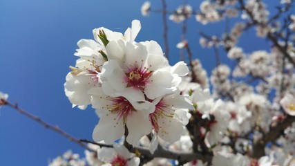 Spring blossoming apple tree white flowers shot close-up on blue sky background
