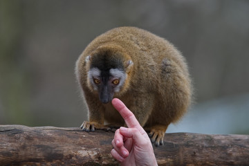Red Fronted Lemur at the open resort, Magdeburg, Germany