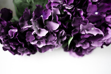 purple hortensia border close up