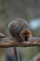 Red Fronted Lemur at the open resort, Magdeburg, Germany