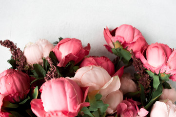 Pink peonies isolated on white background