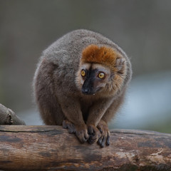 Red Fronted Lemur at the open resort, Magdeburg, Germany