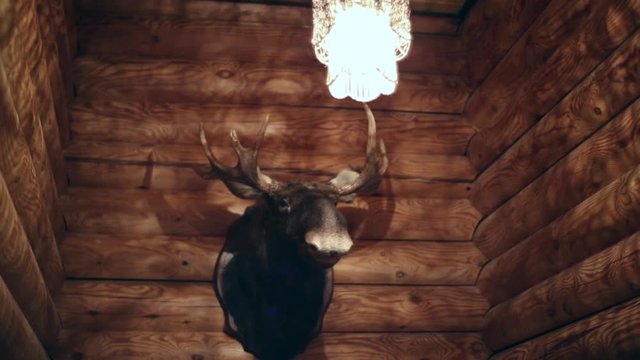 A stuffed animal on the wall, moose head, log house
