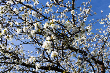 France. Cerisier en fleur. Tarn-et-Garonne