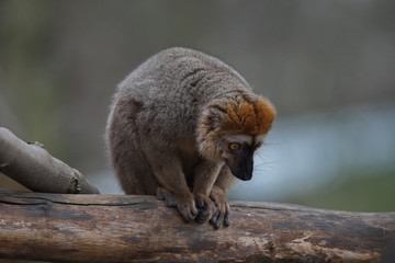 Red Fronted Lemur at the open resort, Magdeburg, Germany