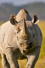Door stickers Rhino Beautiful black rhino portrait