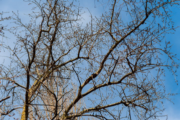 brunch of tree in dry season, background is blue sky.